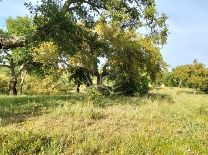 Terreno Misto para Venda em São Francisco da Serra Foto 14