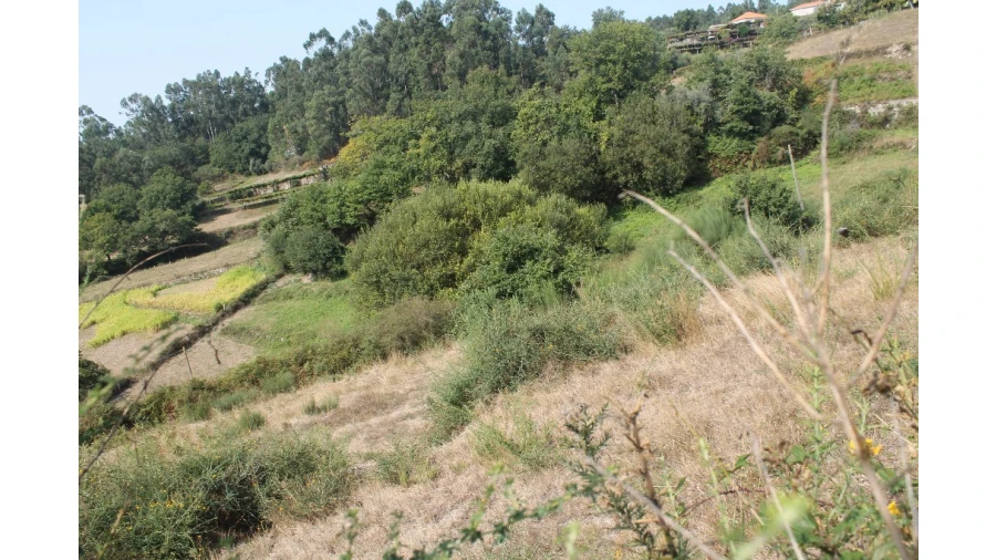 Terreno para Venda em Távora (Santa Maria e São Vicente) Foto 12