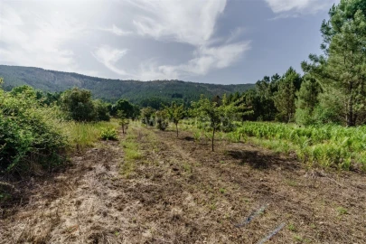 Terreno para Venda em Paul