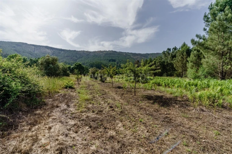 Terreno para Venda em Paul Foto 4