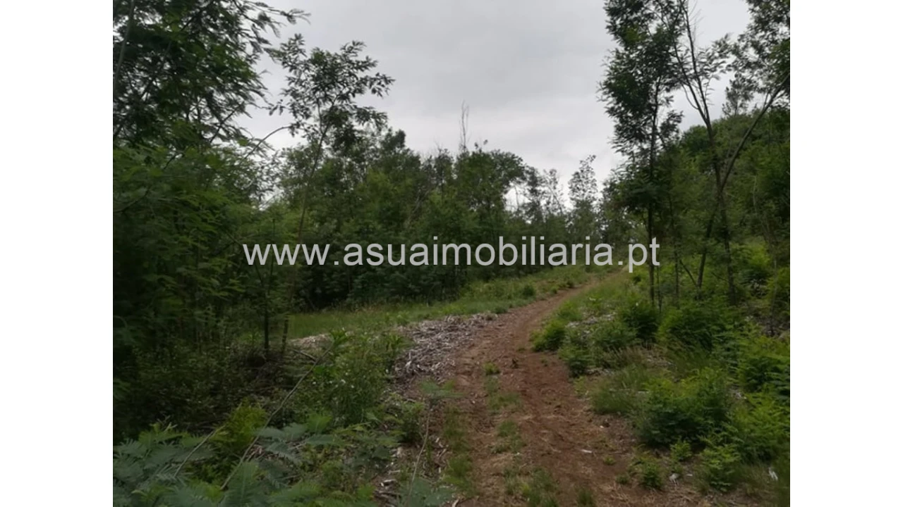 Terreno para Venda em Ferreiros, Prozelo e Besteiros Foto 1