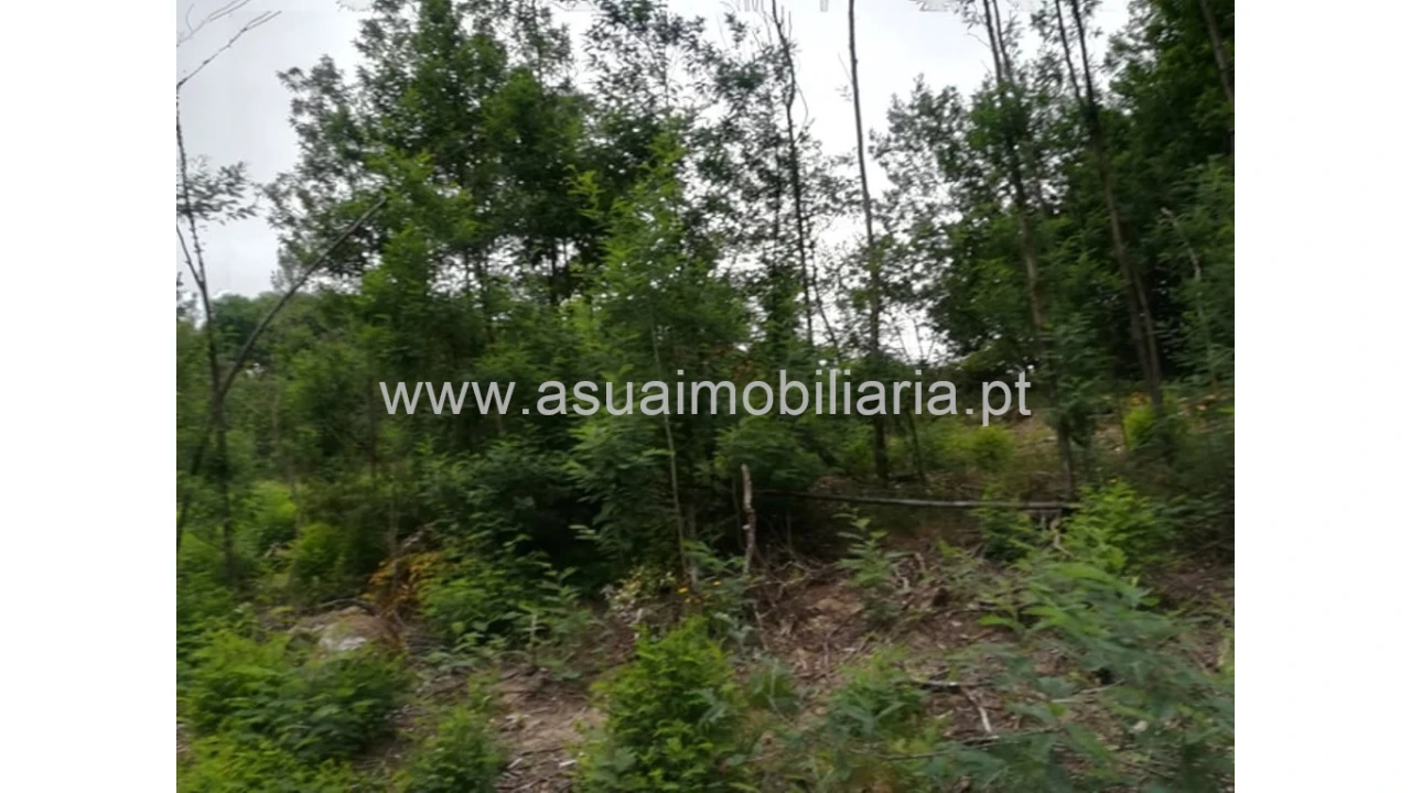 Terreno para Venda em Ferreiros, Prozelo e Besteiros Foto 4