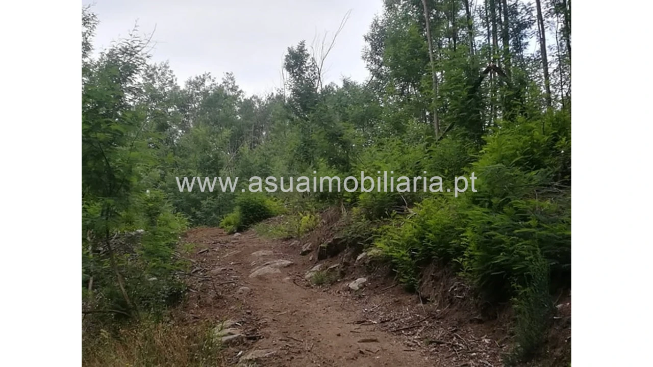 Terreno para Venda em Ferreiros, Prozelo e Besteiros Foto 3