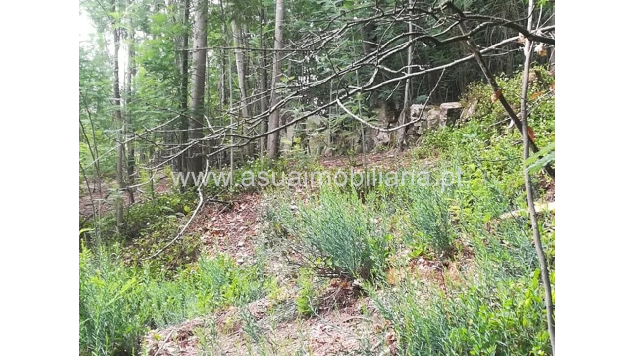 Terreno para Venda em Ferreiros, Prozelo e Besteiros Foto 2