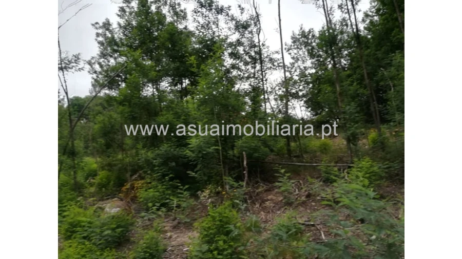Terreno para Venda em Ferreiros, Prozelo e Besteiros Foto 4