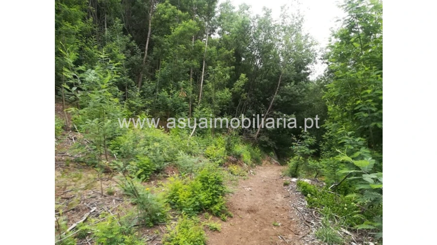 Terreno para Venda em Ferreiros, Prozelo e Besteiros Foto 5