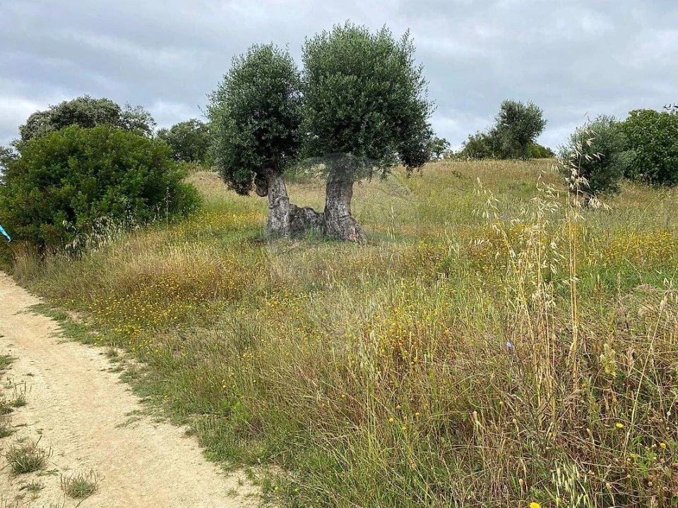 Terreno para Venda em Achete, Azoia de Baixo e Póvoa de Santarém Foto 6