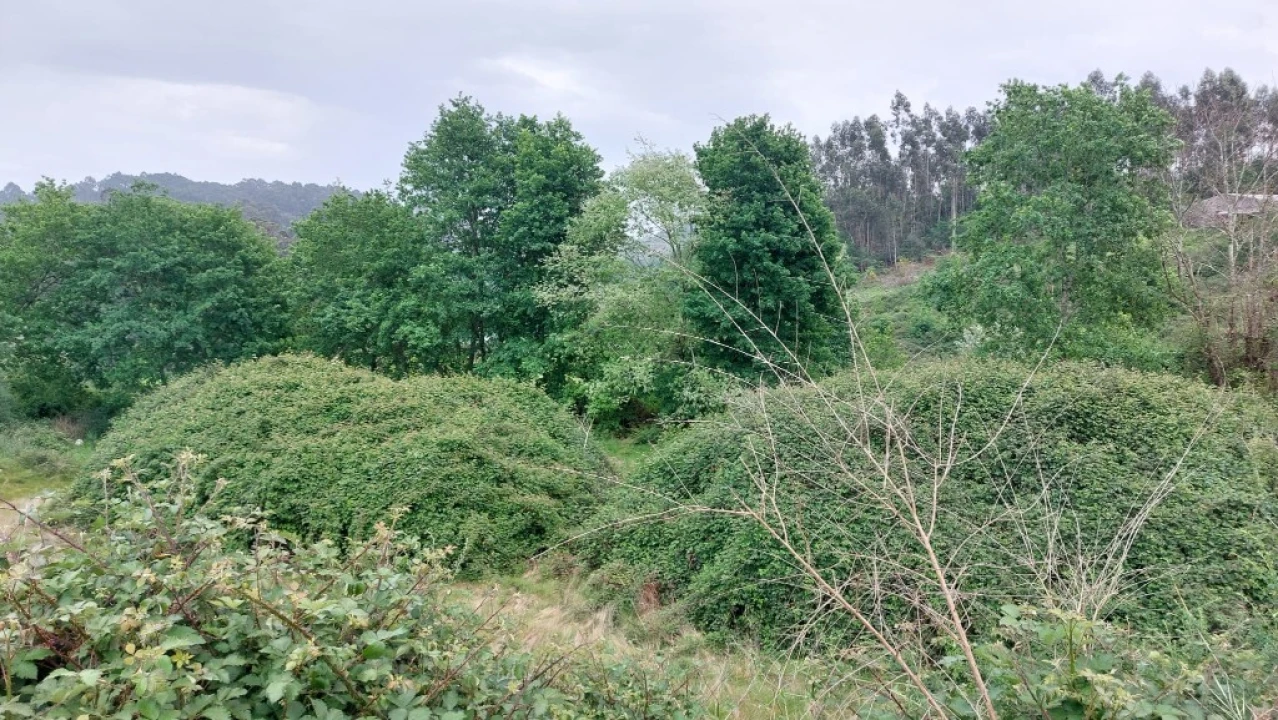 Terreno para Venda em Guilhofrei Foto 3