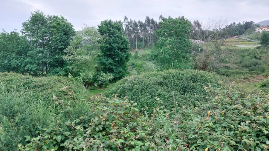 Terreno para Venda em Guilhofrei