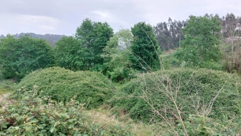 Terreno para Venda em Guilhofrei