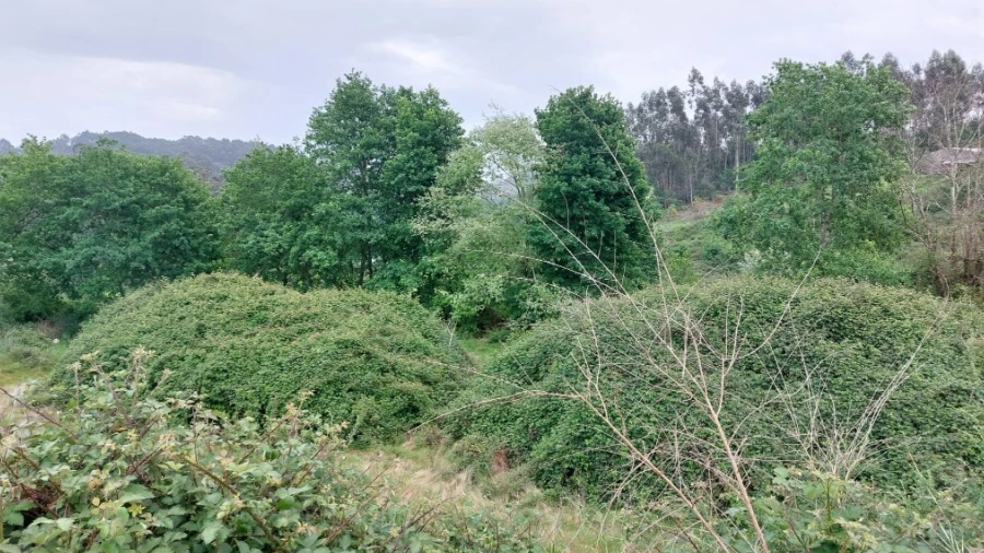 Terreno para Venda em Guilhofrei