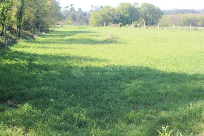 Terreno para Venda em Nogueira e Silva Escura