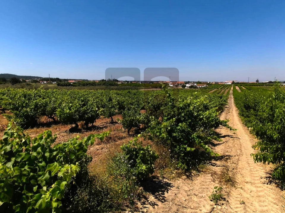 Terreno para Venda em Fazendas de Almeirim Foto 1
