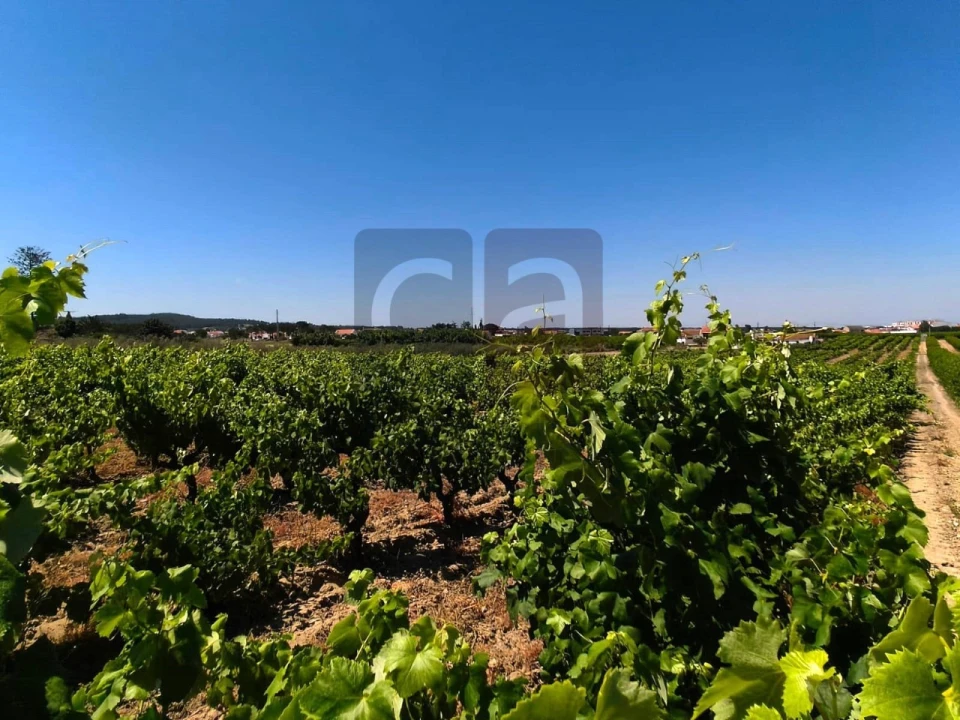 Terreno para Venda em Fazendas de Almeirim Foto 3