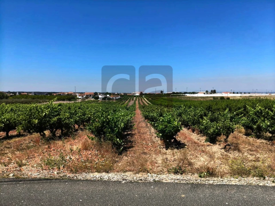 Terreno para Venda em Fazendas de Almeirim Foto 4