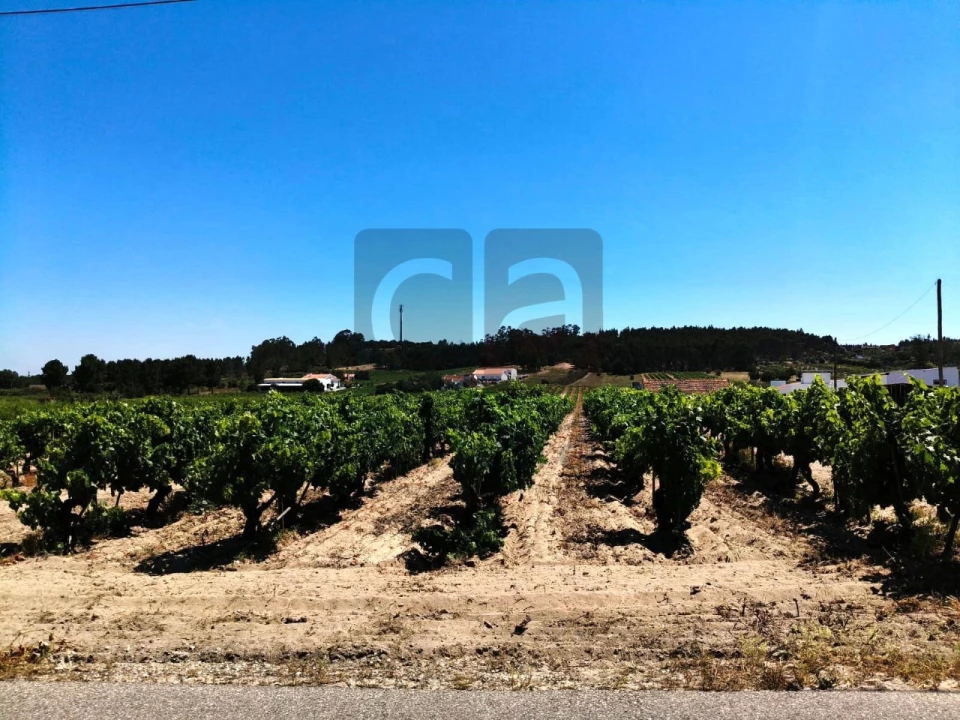 Terreno para Venda em Fazendas de Almeirim Foto 5