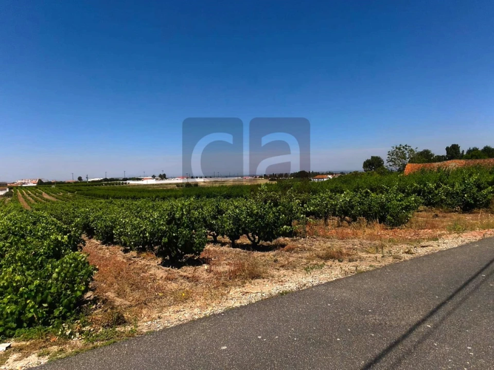 Terreno para Venda em Fazendas de Almeirim Foto 8
