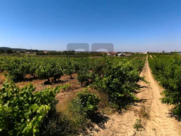 Terreno para Venda em Fazendas de Almeirim