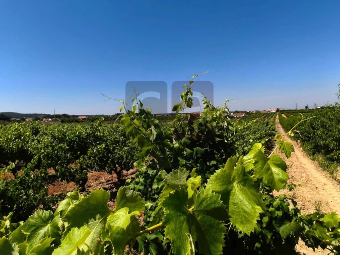 Terreno para Venda em Fazendas de Almeirim Foto 2