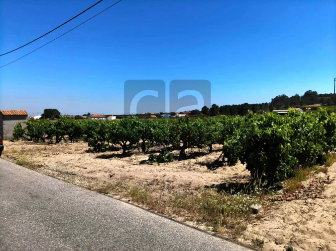 Terreno para Venda em Fazendas de Almeirim Foto 6