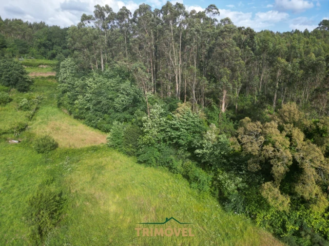 Terreno Agricola ou Rústico para Venda em Pinheiro da Bemposta, Travanca e Palmaz Foto 3