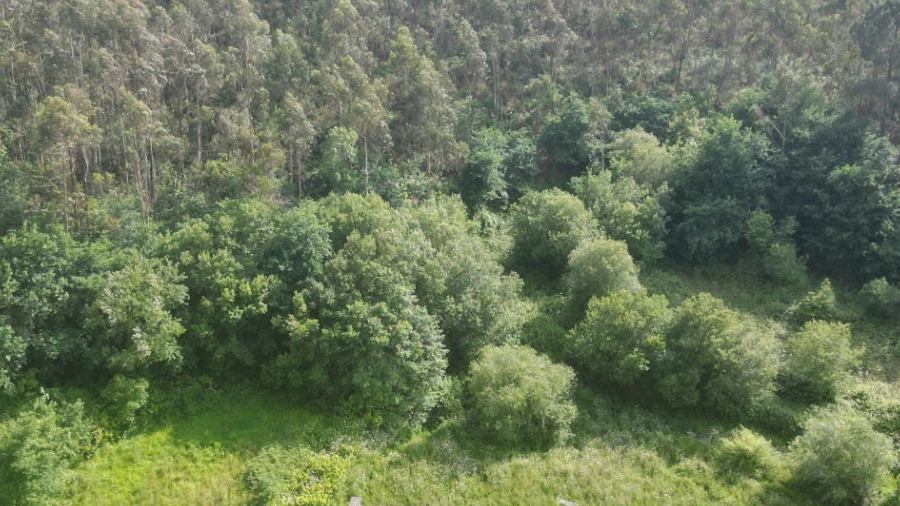 Terreno Agricola ou Rústico para Venda em Pinheiro da Bemposta, Travanca e Palmaz