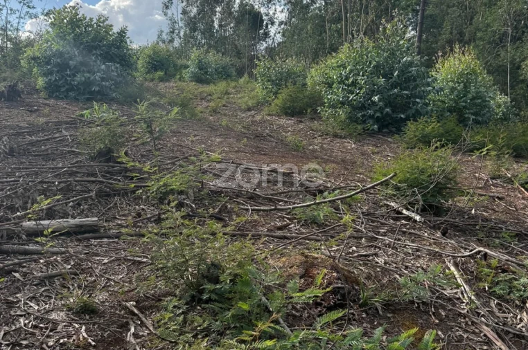 Terreno para Venda em São Martinho do Bispo e Ribeira de Frades Foto 11