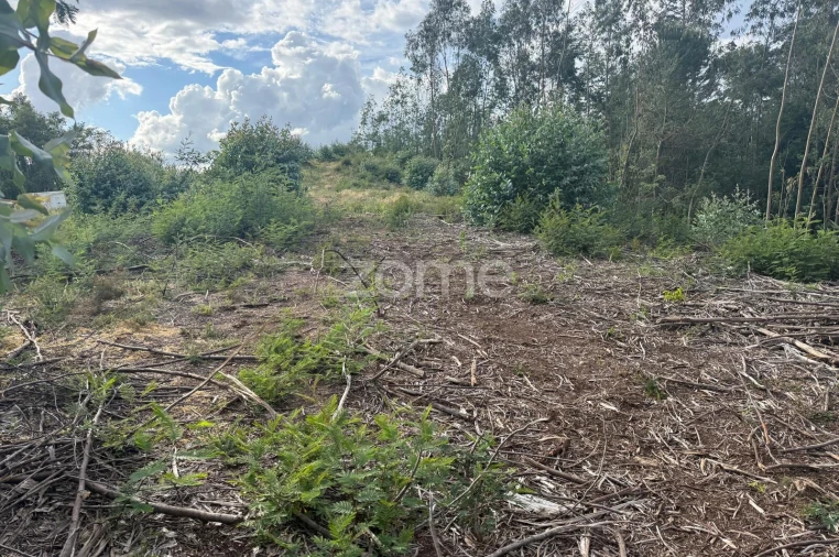 Terreno para Venda em São Martinho do Bispo e Ribeira de Frades Foto 12