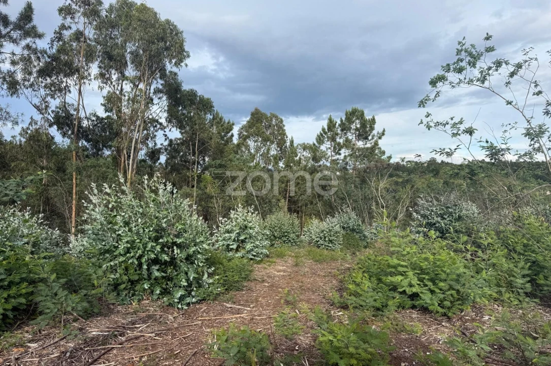 Terreno para Venda em São Martinho do Bispo e Ribeira de Frades Foto 13