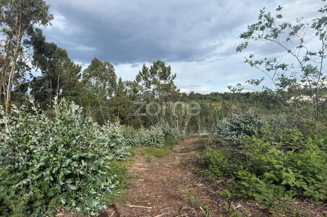 Terreno para Venda em São Martinho do Bispo e Ribeira de Frades Foto 9
