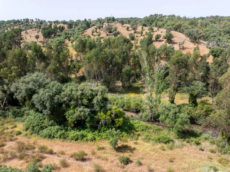 Terreno para Venda em Abela Foto 16