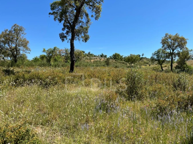 Terreno para Venda em Abela Foto 23