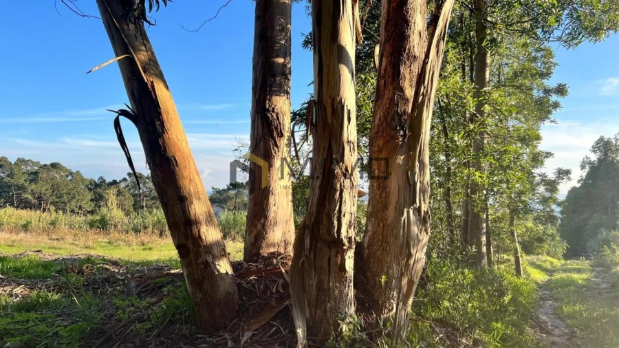 Terreno para Venda em Buarcos