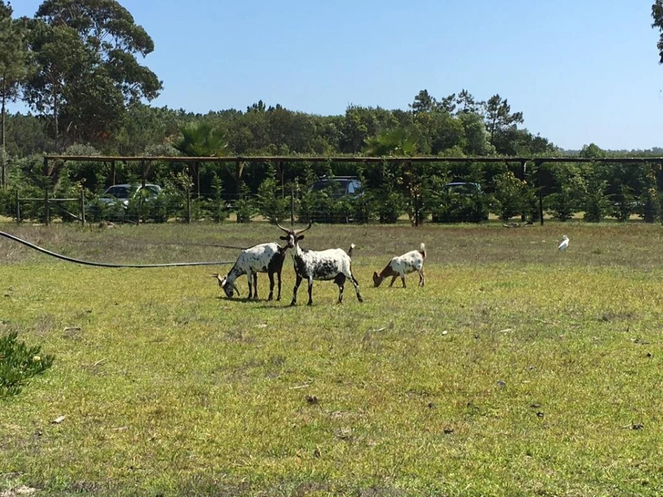Quinta T9 para Venda em Odeceixe Foto 42