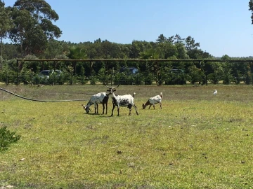 Quinta T9 para Venda em Odeceixe