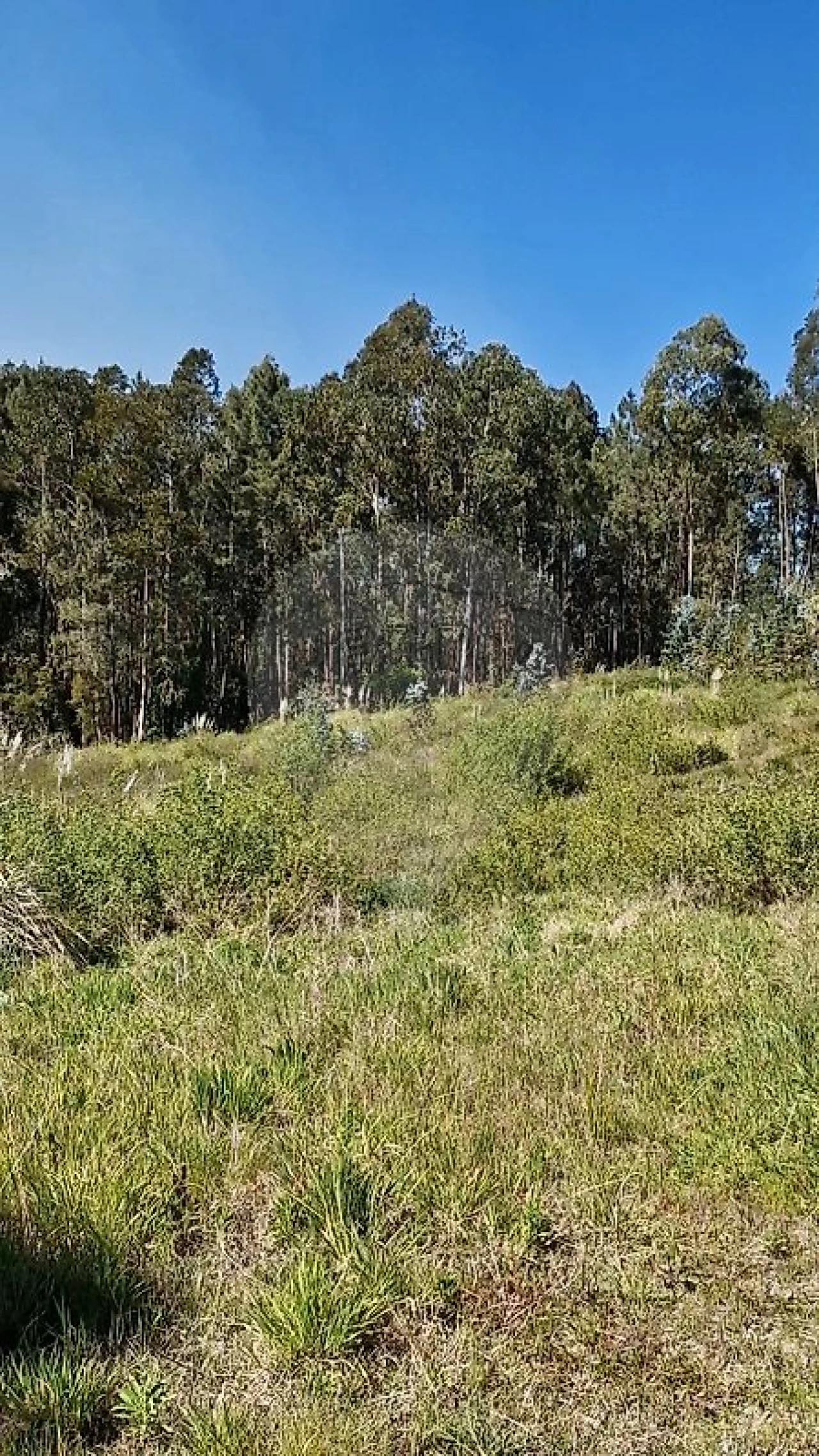 Terreno para Venda em Oliveira do Bairro Foto 2