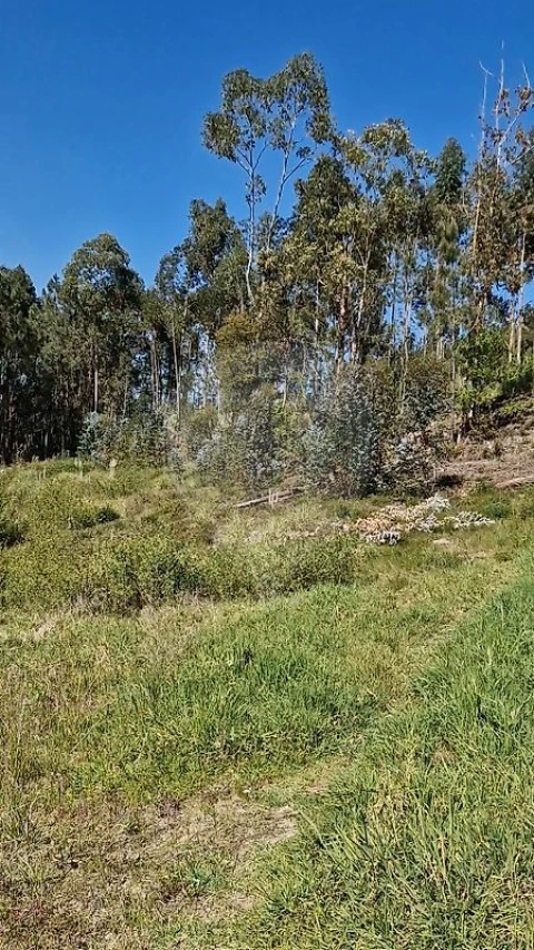 Terreno para Venda em Oliveira do Bairro