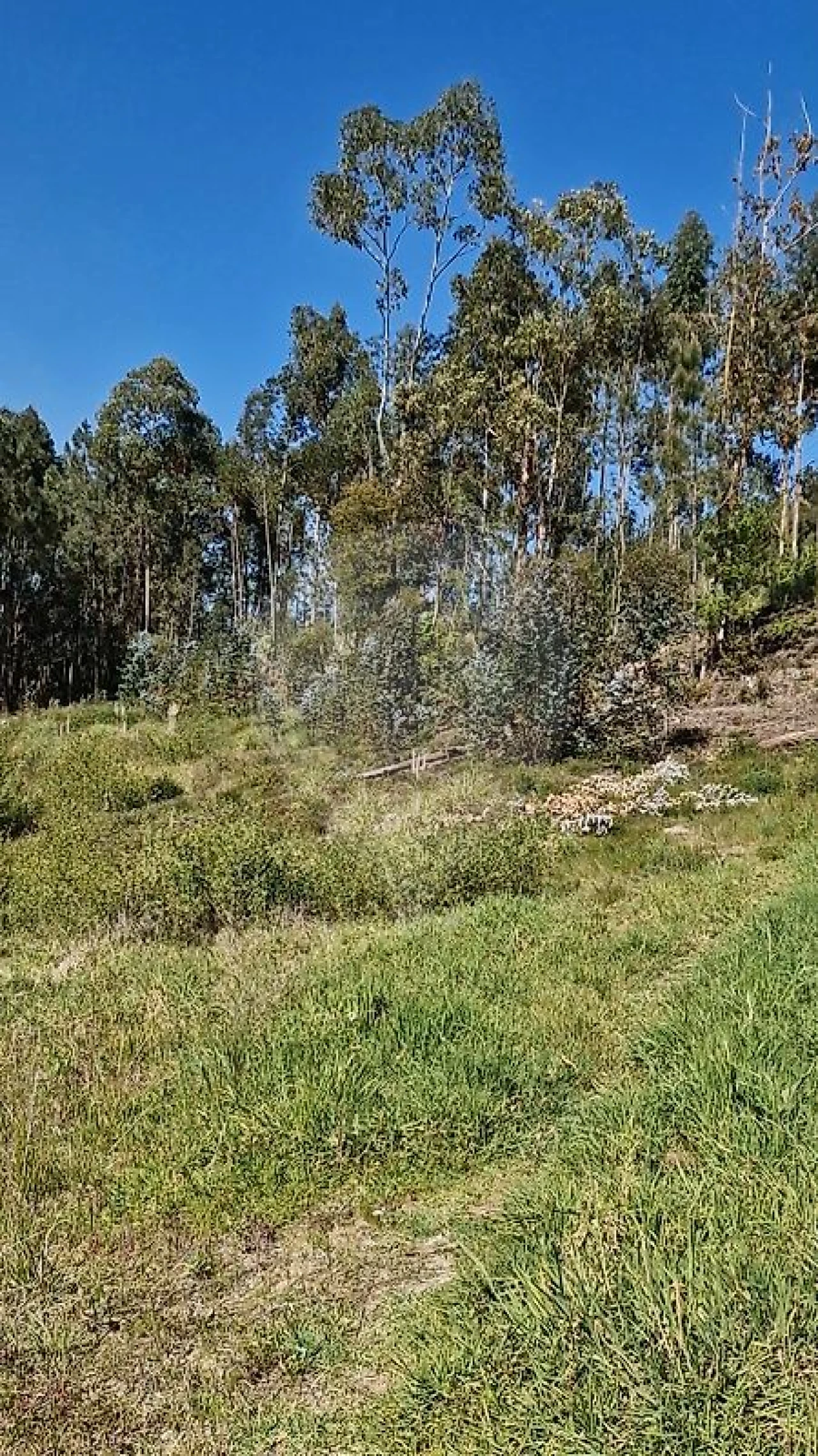 Terreno para Venda em Oliveira do Bairro Foto 3