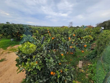 Terreno Agricola ou Rústico para Venda em Algoz e Tunes
