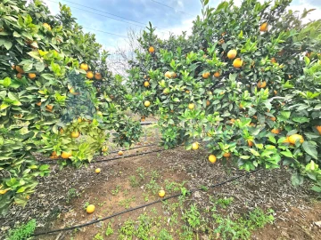 Terreno Agricola ou Rústico para Venda em Algoz e Tunes
