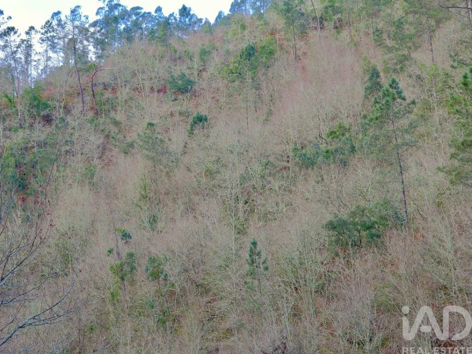 Quinta para Venda em São João da Serra Foto 12