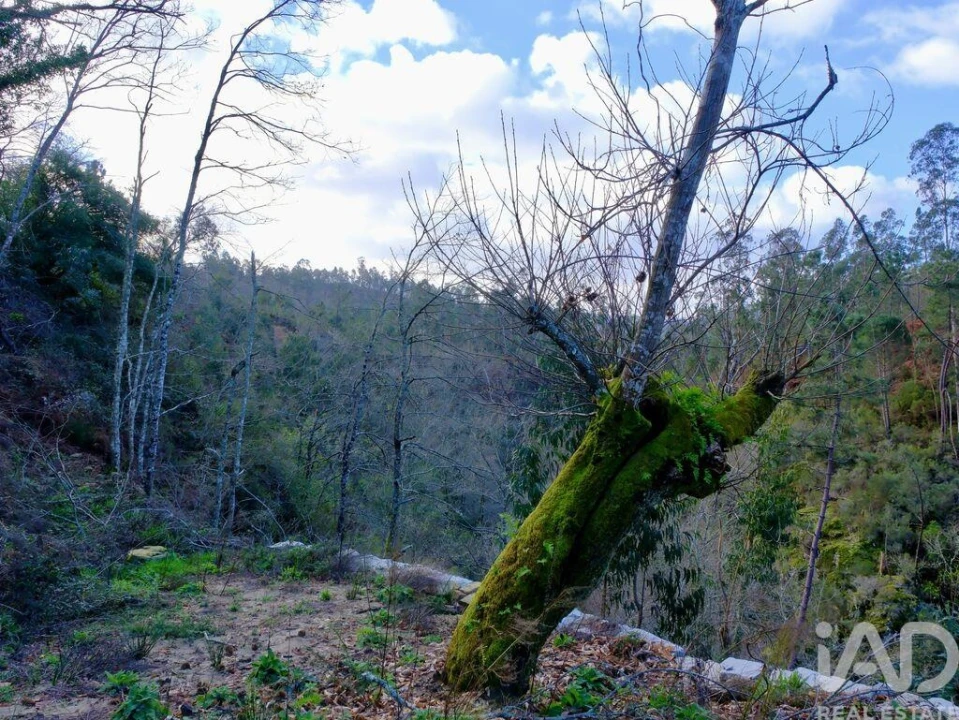Quinta para Venda em São João da Serra Foto 8