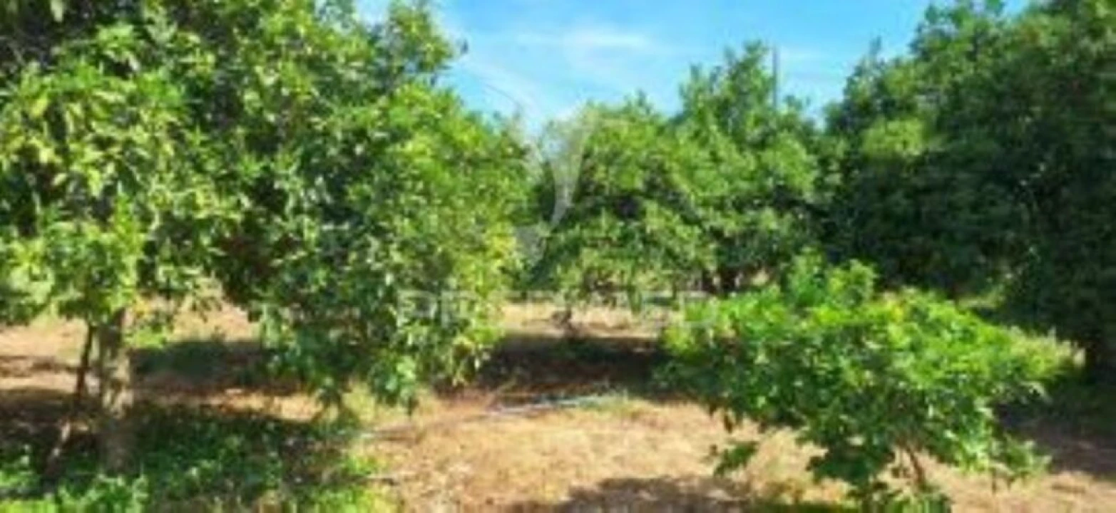 Quinta T1 para Venda em Pardais Foto 4