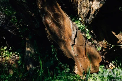 Terreno para Venda em Chãs