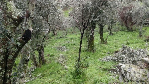 Moradia para Venda em Alvares