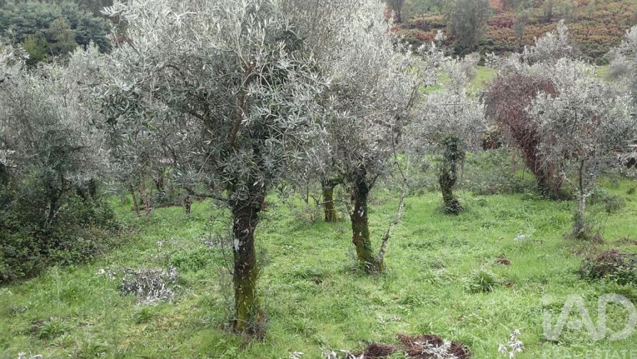 Moradia para Venda em Alvares Foto 16