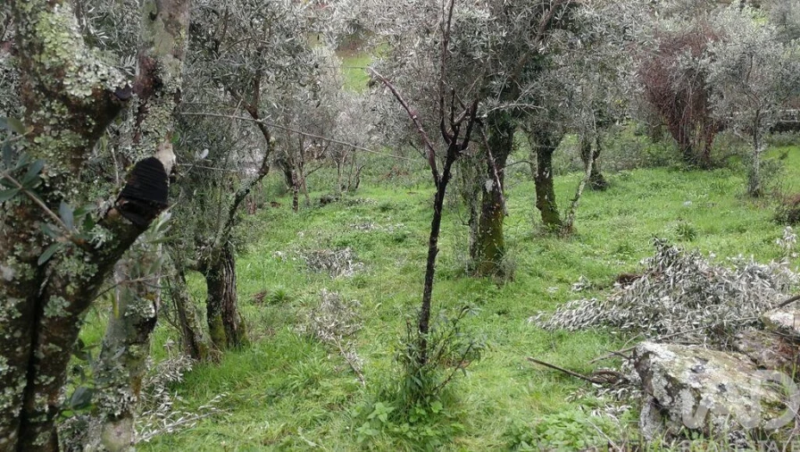 Moradia para Venda em Alvares Foto 15