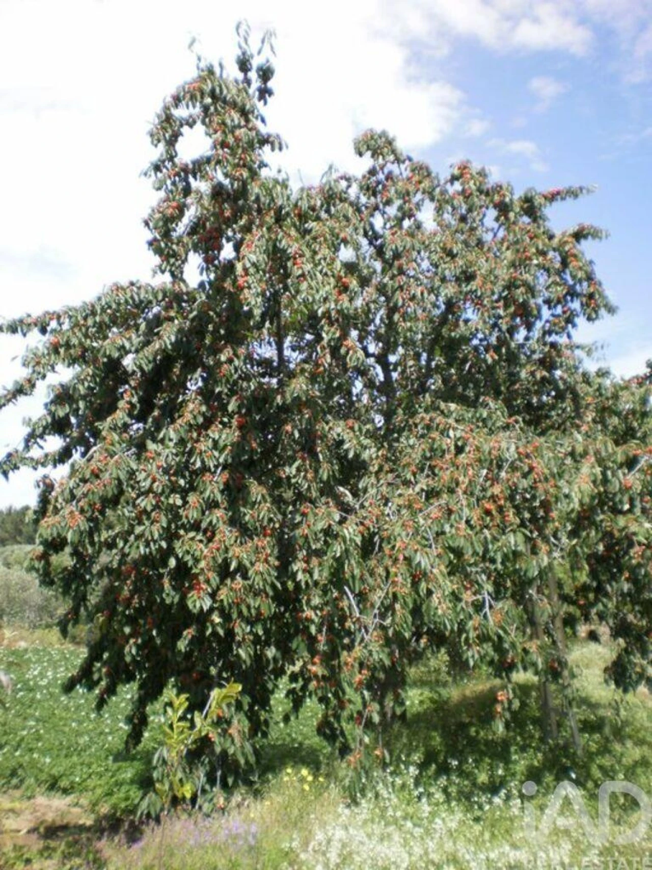 Quinta T6 para Venda em Gouveia (São Pedro e São Julião) Foto 30