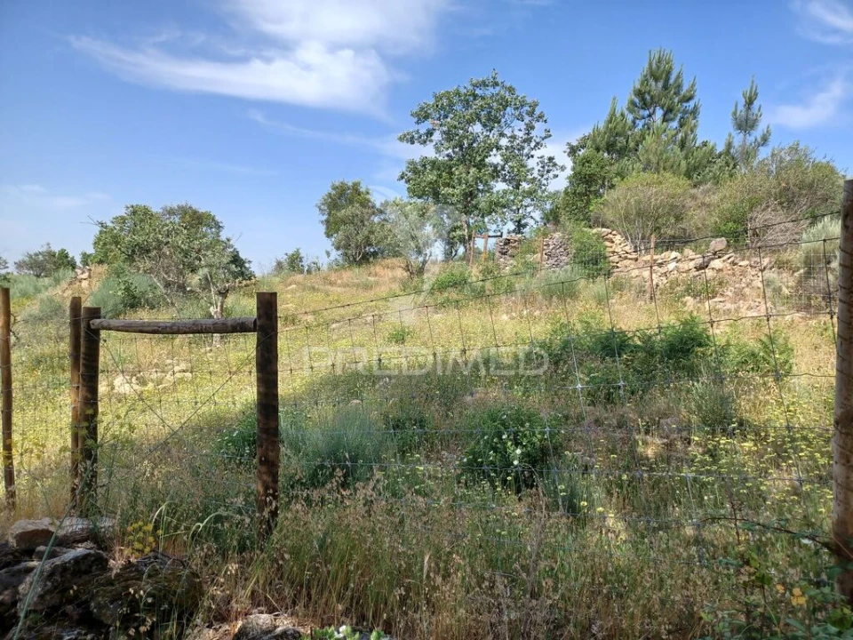 Terreno para Venda em Ribeira de Nisa e Carreiras Foto 5