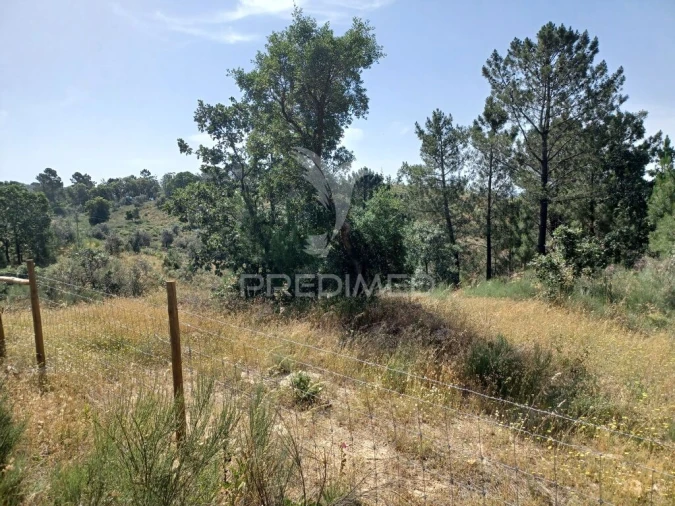 Terreno para Venda em Ribeira de Nisa e Carreiras Foto 6